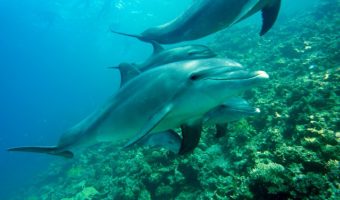 צלילה באילת עם דולפינים
